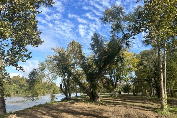 Square - Tent Camping Area Primitive